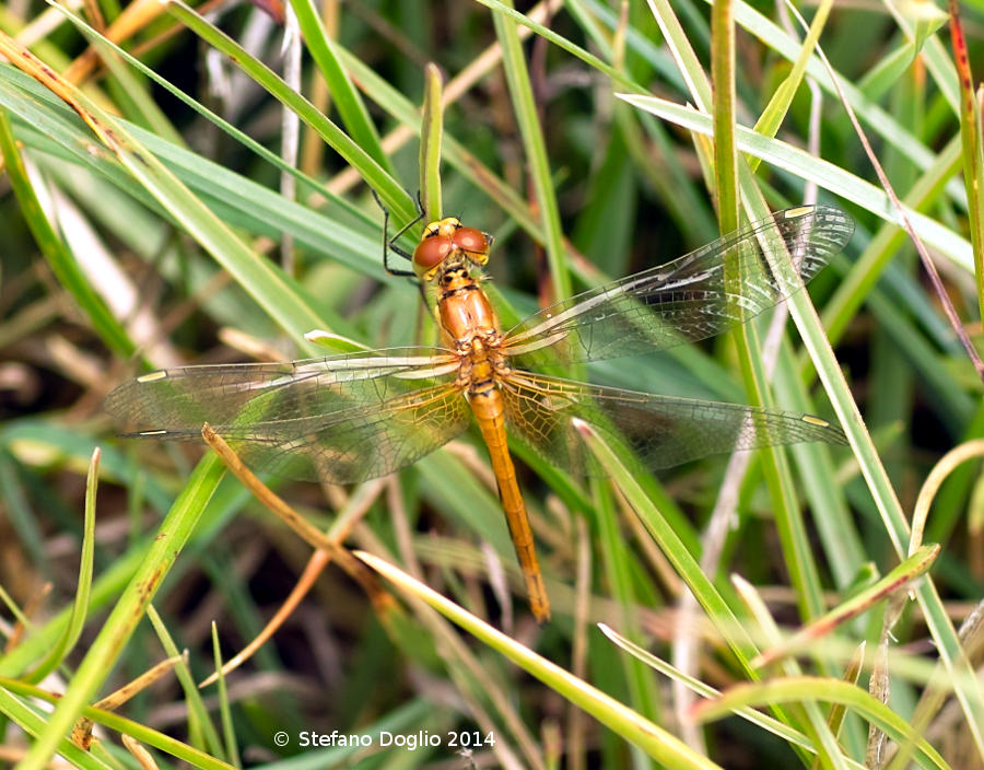 Sympetrum sp.